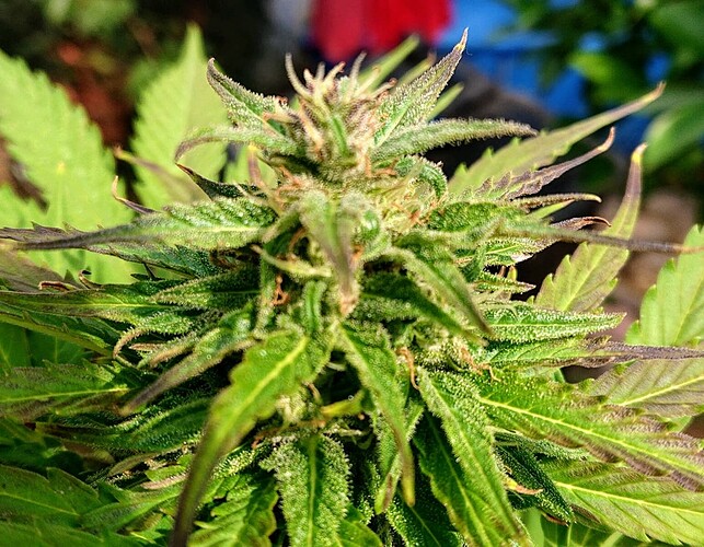 Growreport Bild 10