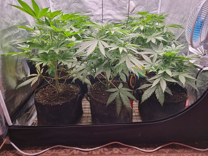 Growreport Bild 28