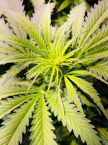 Growreport Bild 3