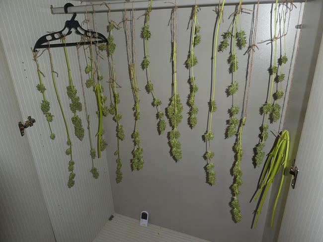 Growreport Bild 8
