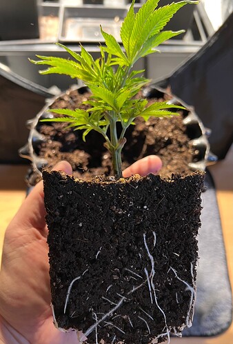 Growreport Bild 11