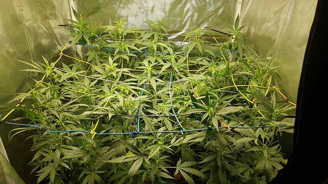 Growreport Bild 6