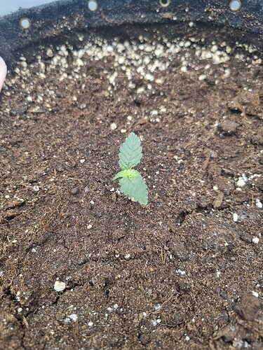 Growreport Bild 34