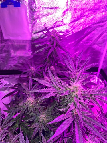Growreport Bild 7
