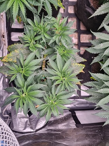 Growreport Bild 44