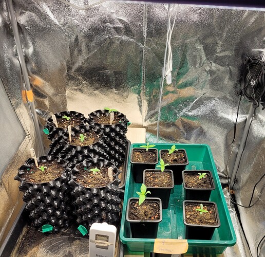 Growreport Bild 1