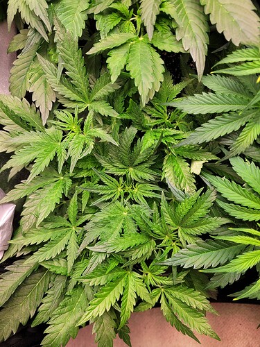 Growreport Bild 14