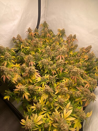 Growreport Bild 1