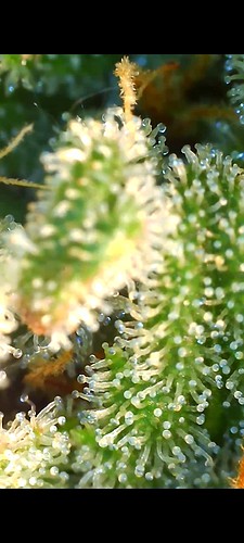 Growreport Bild 8