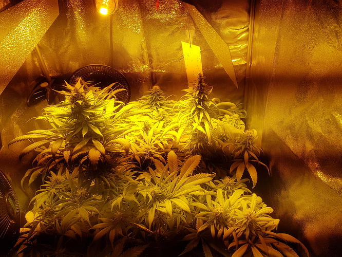 Growreport Bild 2