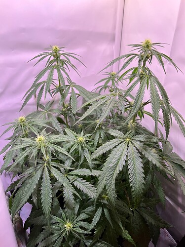 Growreport Bild 16