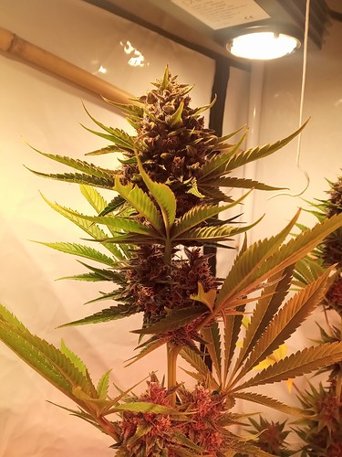 Growreport Bild 27