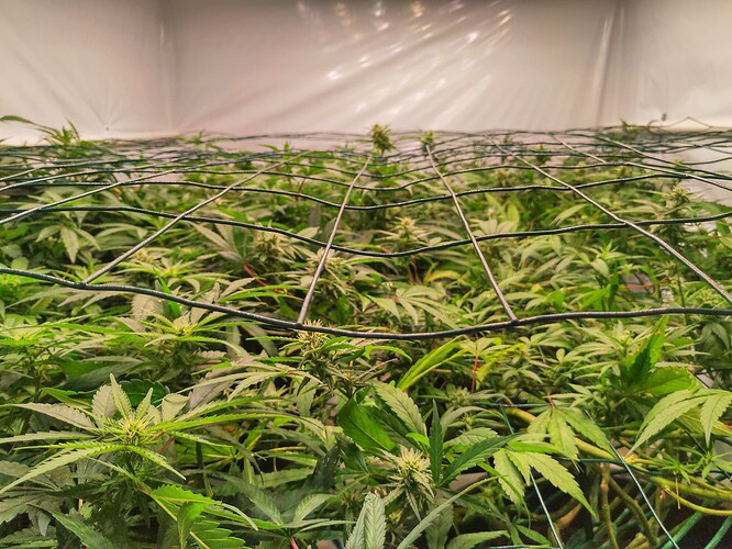 Growreport Bild 10