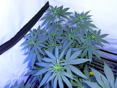 Mehrere junge Cannabispflanzen in einem Zelt, die sich im Wuchs befinden.