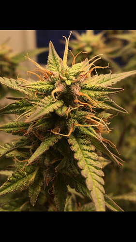 Growreport Bild 9