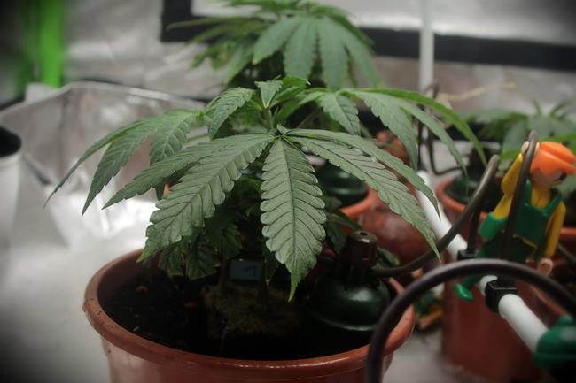 Growreport Bild 12