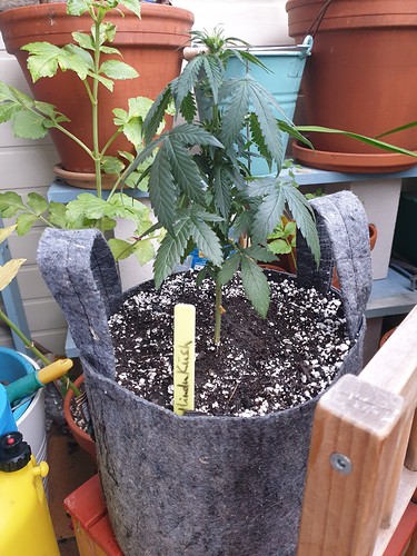 Growreport Bild 8