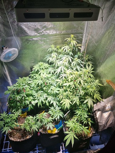 Growreport Bild 5