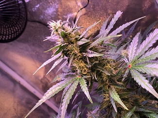 Growreport Bild 37