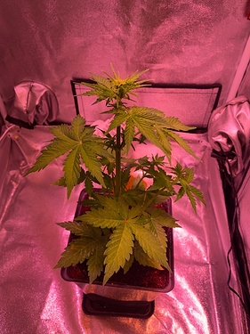 Growreport Bild 32
