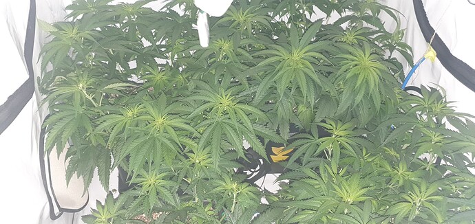 Growreport Bild 5