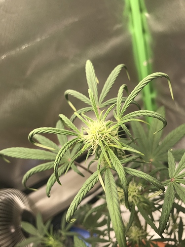 Growreport Bild 2