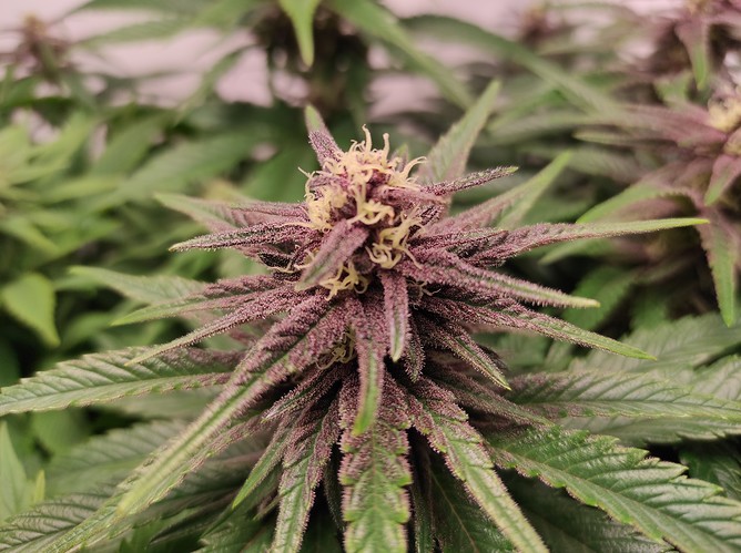 Growreport Bild 5