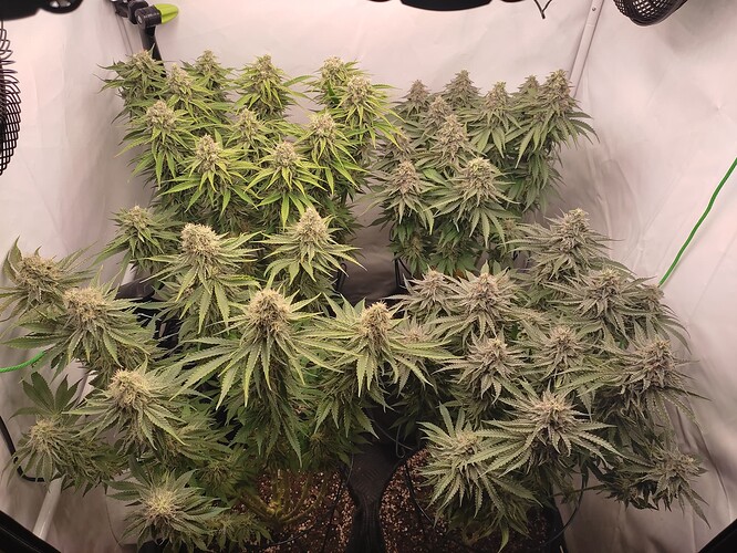 Growreport Bild 5