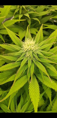 Growreport Bild 3