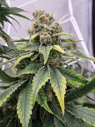 Growreport Bild 3