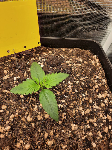 Growreport Bild 5