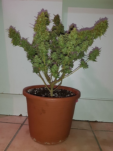 Growreport Bild 4