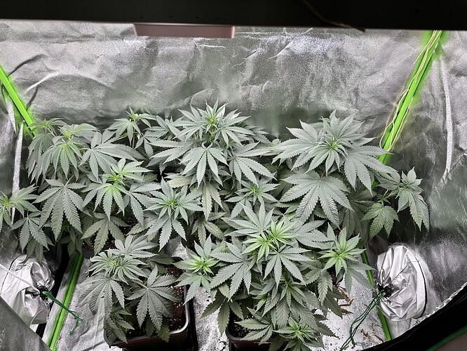 Growreport Bild 4