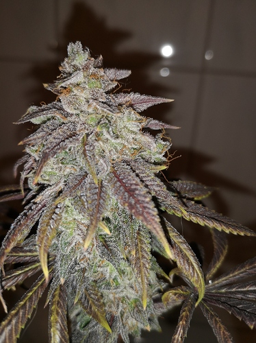 Growreport Bild 8