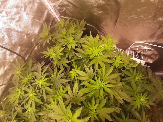 Growreport Bild 2