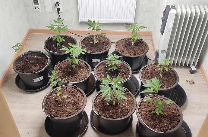 IMG_20230210_143405-01