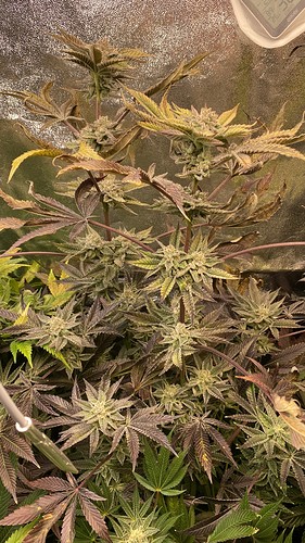 Growreport Bild 9