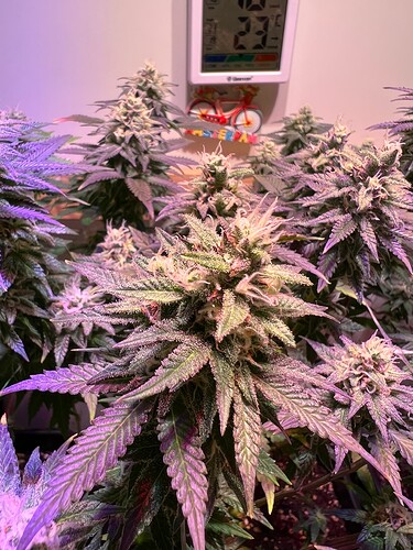 Growreport Bild 5