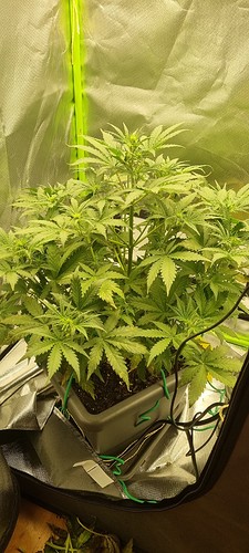 Growreport Bild 12