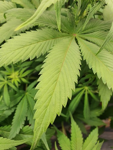 Growreport Bild 4