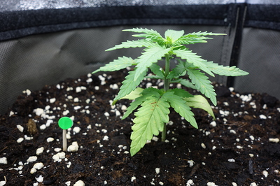 Ein junger Cannabis-Sämling in einem Topf mit dunkler Erde und Perlit. Die Pflanze hat mehrere grüne Blätter und einen aufrechten Stiel. Ein kleiner grüner Marker steckt in der Erde neben der Pflanze.