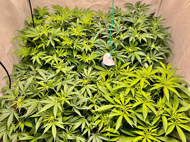 Growreport Bild 6