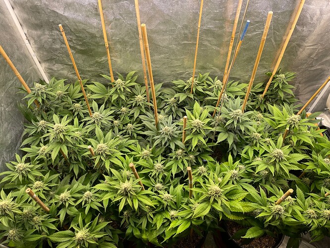 Growreport Bild 2