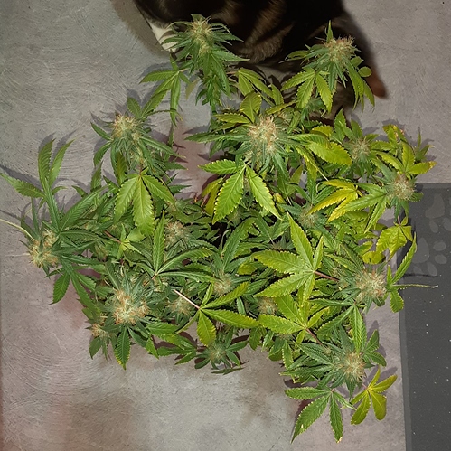 Growreport Bild 8