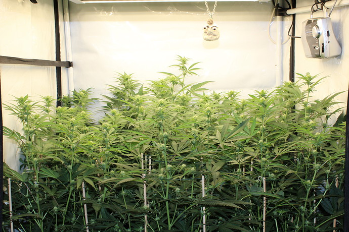 Growreport Bild 1