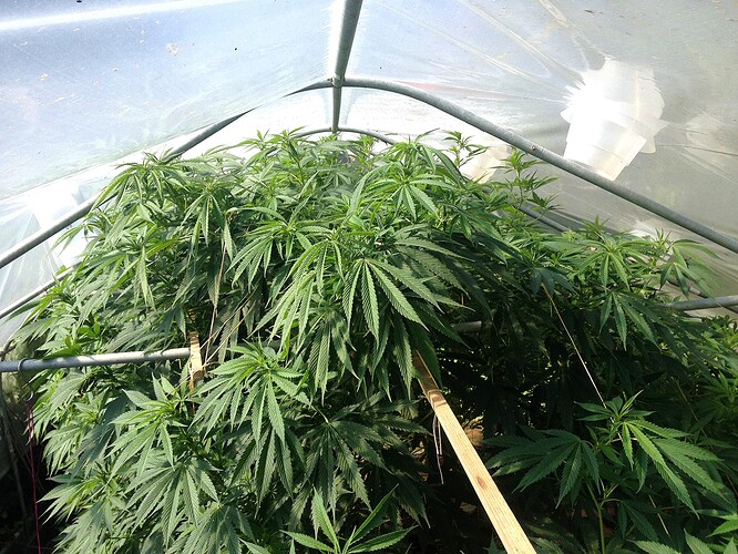 Growreport Bild 10