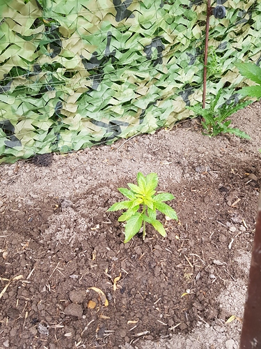 Growreport Bild 5