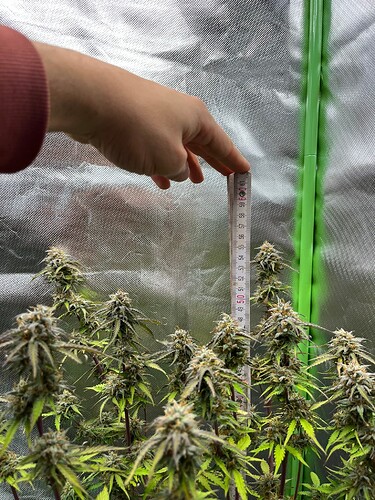 Growreport Bild 19