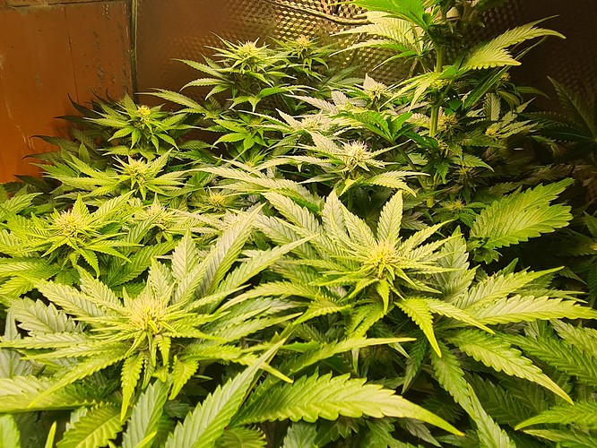 Mehrere Cannabis-Pflanzen in der Blütephase, mit deutlichen Blütenansätzen und breiten, gezackten Blättern. Die Pflanzen sind dicht gewachsen und zeigen eine hellgrüne Färbung.
