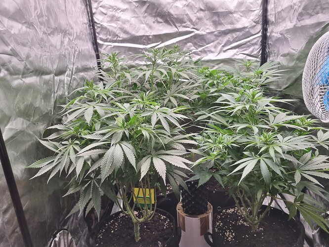 Growreport Bild 40